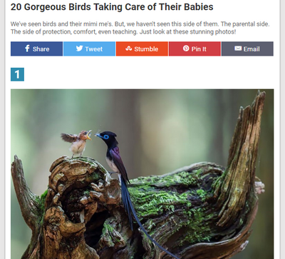 20-gorgeous-birds-taking-care-of-their-babies.png
