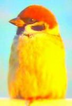sparrow_yellow.png