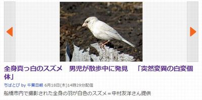 white_sparrow.jpg